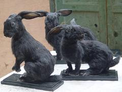福州動物標本 福州動物標本哪家好 福州動物標本價格