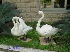 福州搶手的鳥類剝制標本推薦_青海動物標本