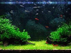 濰坊生態(tài)魚缸哪家好 山東生態(tài)魚缸價格行情
