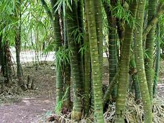 重慶喜樹價格：銷量好的喜樹推薦