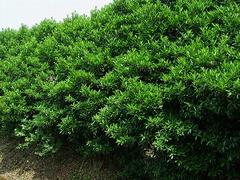 楨楠基地|易成活的金絲楠木推薦