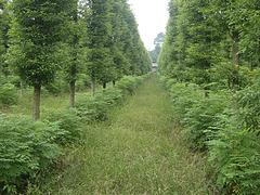 楨楠基地|易成活的金絲楠木推薦