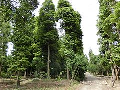 大量出售優(yōu)質(zhì)四川成都金絲楠木樹苗：小葉楨楠市場