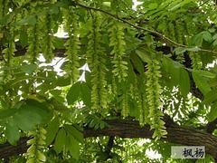 想要易種植的金絲楠木就來四川萬鼎園林：重慶小葉楨楠