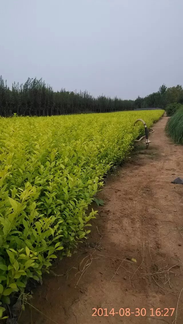 四季草花【一串紅】基地批發(fā)價格供應(yīng)消息，青州向陽花卉為您服務(wù)