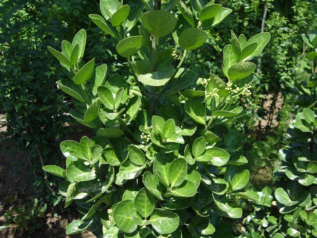 山東青州三色堇種植批發(fā)基地青島煙臺(tái)威海聊城德州濱州東營(yíng)濟(jì)南