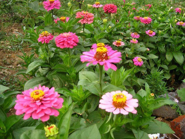 百日草、金盞菊、翠菊、醡漿草種植批發基地供應價格