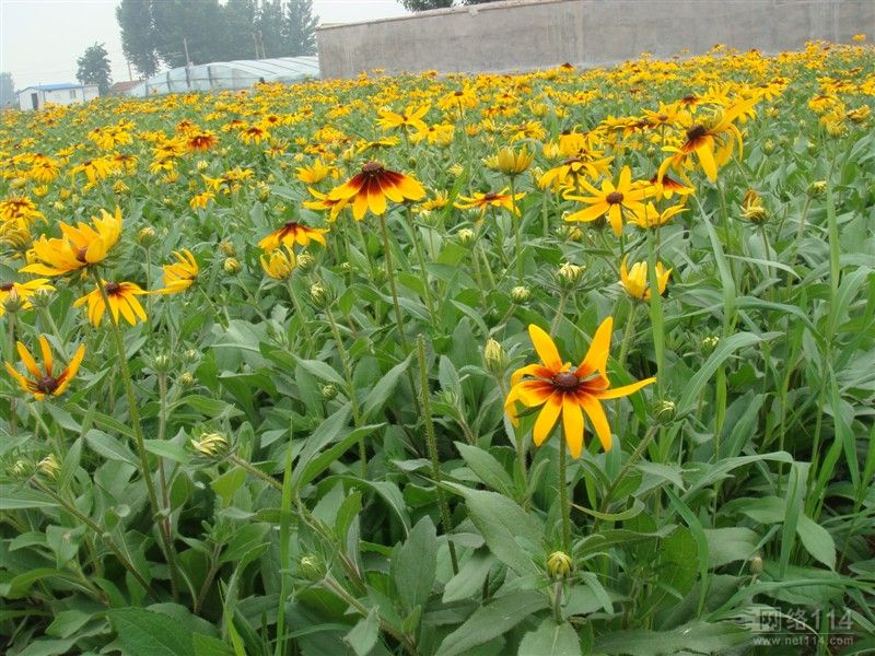 青州向阳花卉zg金鸡菊、地被菊、黑心菊、天人菊｛宿根地被｝