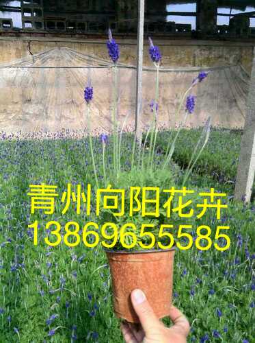 山東青州鼠尾草種植批發(fā)基地—向陽花卉供應