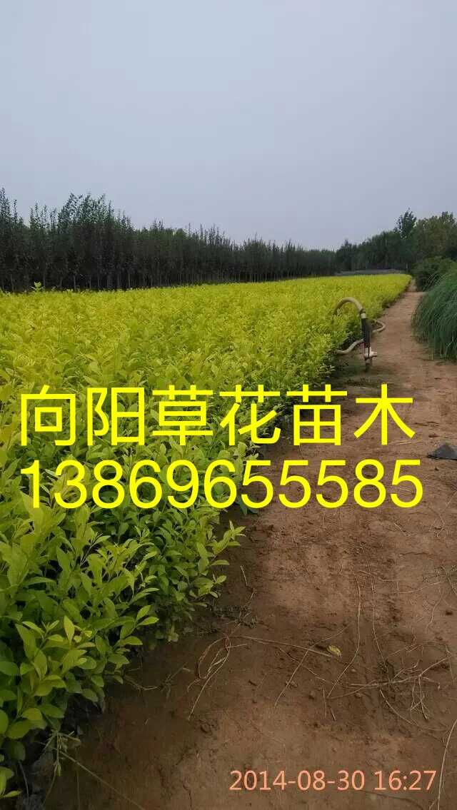 青州節日租擺草花大量供應矮牽牛萬壽菊孔雀草天天開一串紅國慶菊