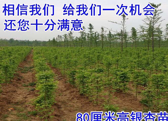 北京紫荆树_北京黄玉兰树苗基地_北京苗木批发