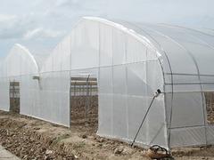 葡萄育苗溫室建造：哪里有提供創新型的新型智能溫室