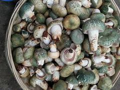 昆明口碑好的瑪咖廠商：大理瑪咖