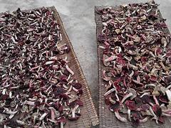 哪里有供應(yīng)價格超值的虎掌菌：虎掌菌代理商