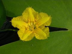 湖北雛菊|火熱暢銷的雛菊市場價格情況