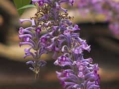 供應荷花|熱賣荷花市場價格