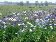 濰坊口碑好的日本大花菖蒲批發(fā)_日本大花菖蒲價格