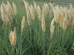 再力花供應(yīng)_大量供應(yīng)優(yōu)惠的再力花