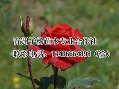 濰坊信譽(yù)好的宿根地被供應(yīng)商推薦|玫瑰月季基地