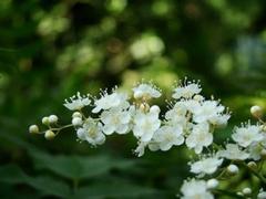 【山東】【青島】【天津】一串紅種植、批發(fā)基地-子楊