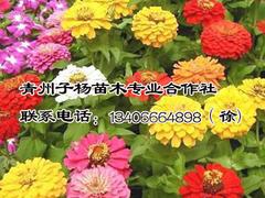 邢臺(tái)百日草：山東百日草現(xiàn)貨供應(yīng)
