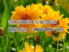 出售綠化苗木：山東哪里有出售珍珠梅