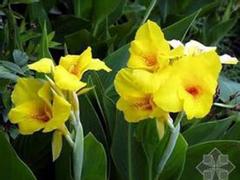 梭魚草價格_供應(yīng)山東搶手的梭魚草