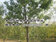 山東蜀檜信息：山東優質蜀檜供應商