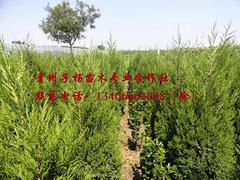 梭魚草價格_供應(yīng)山東搶手的梭魚草