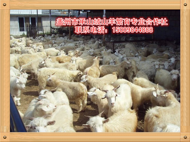 絨山羊公羔批發(fā)價格哪里找 營口口碑好的絨山羊哪家好