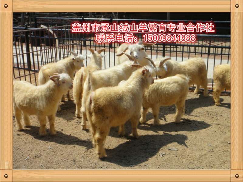 中國(guó)遼寧絨山羊種公羊批發(fā)價(jià)格_供應(yīng)遼寧口碑好的遼寧絨山羊種公羊