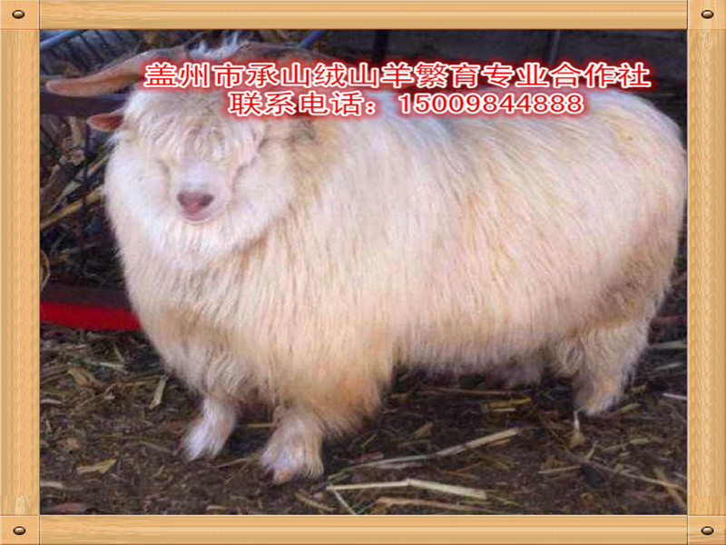 絨山羊遼寧絨山羊公羔批發(fā)價格：信譽(yù)好的絨山羊供應(yīng)商