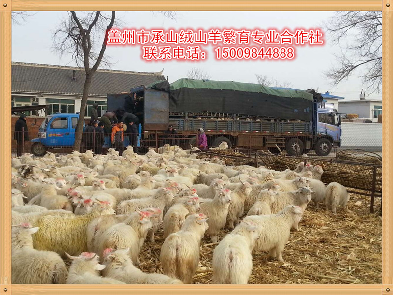 蓋州牙山黑絨山羊價(jià)格蓋州承山養(yǎng)殖基地，質(zhì)量好的牙山黑絨山羊，哪里有賣
