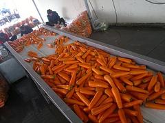 大量供應高性價胡蘿卜清洗設備，胡蘿卜清洗設備廠家