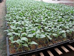水稻育苗基質_廣裕農業出售專業的大棚育苗基質