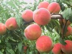 映霜紅桃苗價格量大從優：映霜紅桃樹苗供應