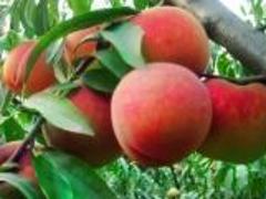 山東優質映霜紅桃苗批發：優質映霜紅桃苗