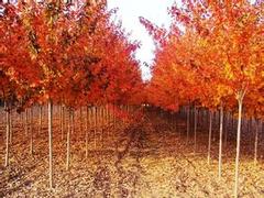 口碑好的山東美國紅楓供應商 濟寧紅楓