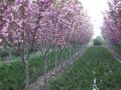 日本樱花基地_想要品质好的樱花就来海通苗木