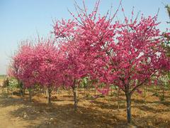 美国红枫批发基地：供应山东易种植的北美海棠