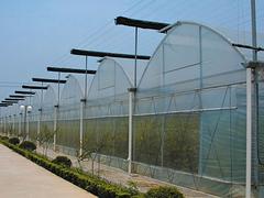 濰坊連棟大棚_宏晟自動化溫室工程供應可信的日光溫室建造