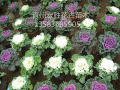 【選擇題】【a、羽衣甘藍種植基地】【b、草花種植基地】