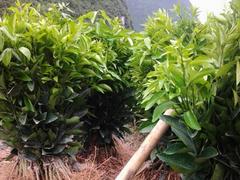 沃柑苗價格咨詢——福州沃柑