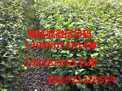 漢中山茶花苗：供應(yīng)四川銷量佳的山茶花苗