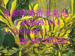 想要超值的蔥蘭就來(lái)成都綠籬園藝：安順蔥蘭種植
