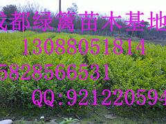 非常好的春羽出售，重慶春羽苗圃