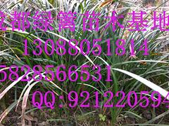 畢節(jié)水生植物種植 搶手的水生美人蕉出售