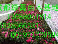 貴州小蒲葵種植|搶手的小蒲葵推薦