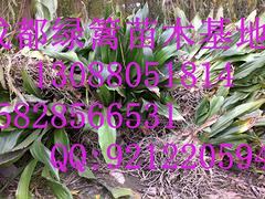 重慶海桐基地，供應四川銷量好的海桐苗