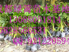 貴州毛葉丁香球種植|哪里能買到品種好的毛葉丁香球